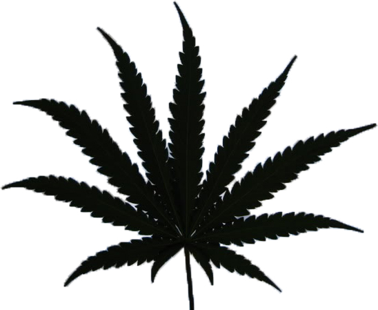Anatomía de una planta de cannabis y como funciona