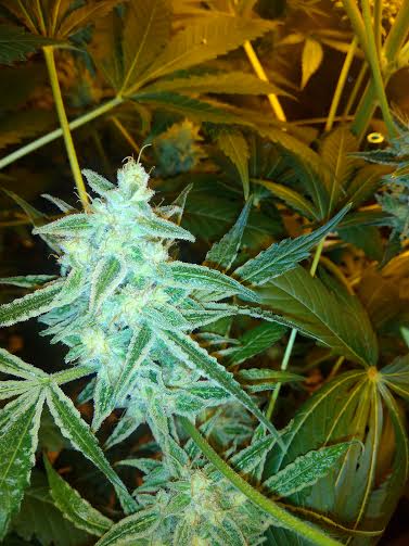 Guía de cultivo de marihuana para novatos