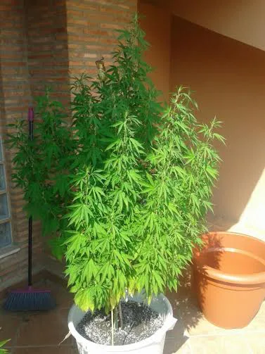 🍀 Cuidados para una Planta de Marihuana
