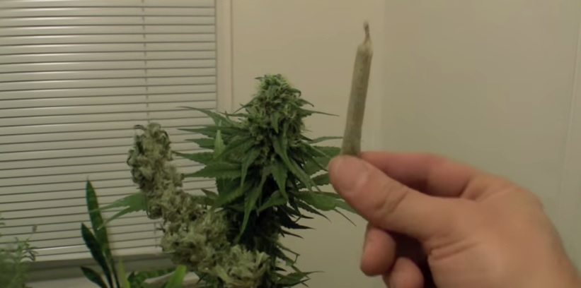 og kush
