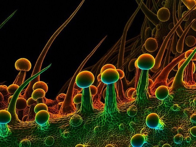 Anatomie et fonctionnement d’une plante de Cannabis photo résine du cannabis anatomie et fonctionnement d’une plante de cannabis