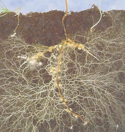 Anatomie et fonctionnement d’une plante de Cannabis photo système racinaire anatomie et fonctionnement d’une plante de cannabis