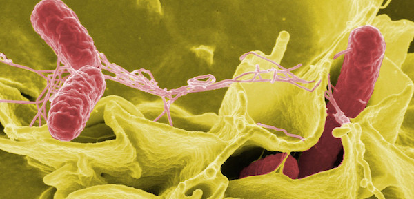 Anatomie et fonctionnement d’une plante de Cannabis photo transport nutriments anatomie et fonctionnement d’une plante de cannabis