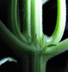 Anatomie et fonctionnement d’une plante de Cannabis photo d'un tronc anatomie et fonctionnement d’une plante de cannabis