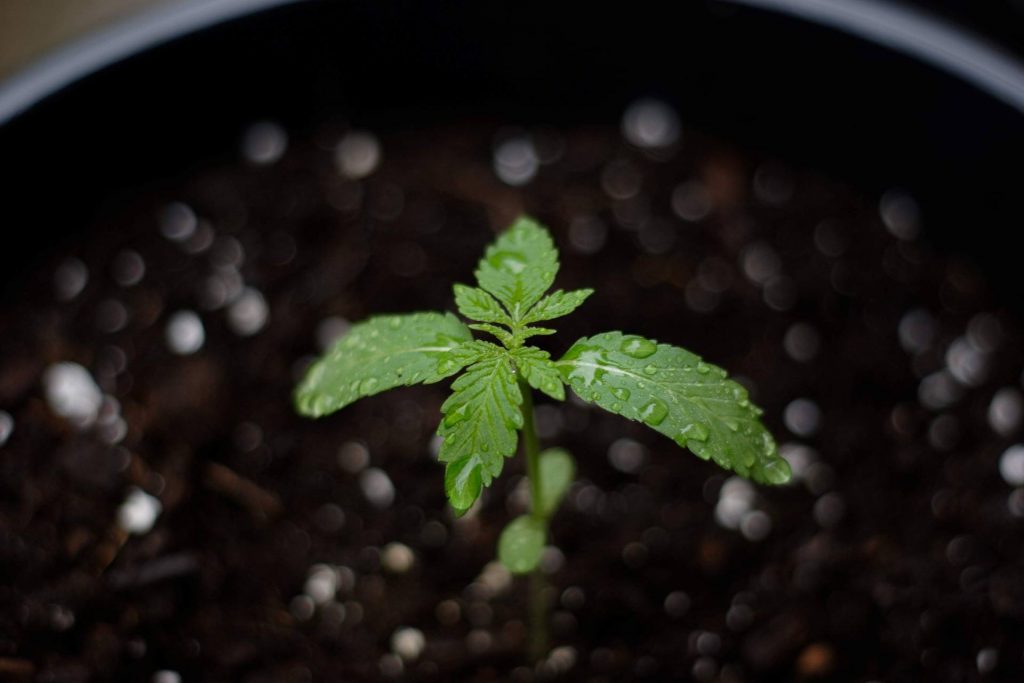 Trucchi su come irrigare le piante di marijuana