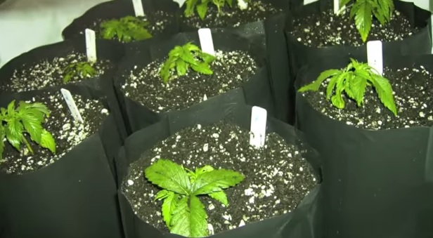 ce qu'il ne faut pas faire en cultivant