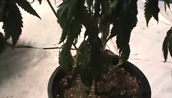 ce qu'il ne faut pas faire en cultivant