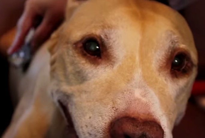 Cannabis medicinal para mascotas