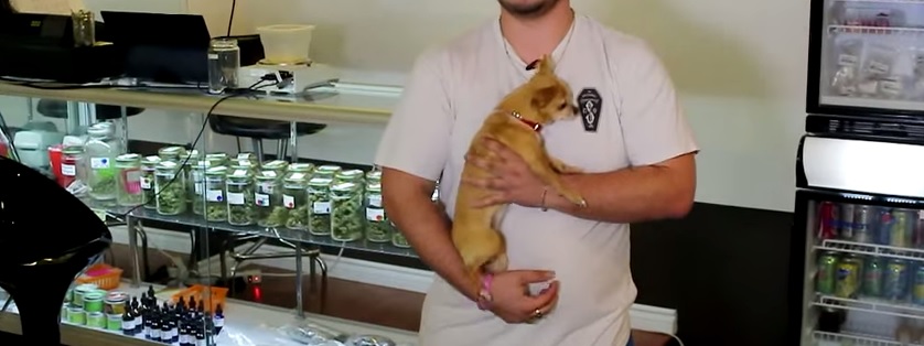 Cannabis medicinal para mascotas