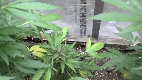 To Auto or Not - Autoflowering outdoors To Auto or Not