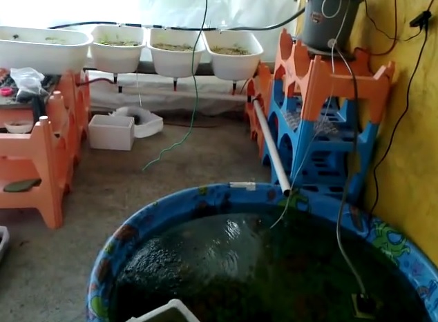 Acuaponia el hidroponico organico foto de acuaponia Acuaponia el hidroponico organico