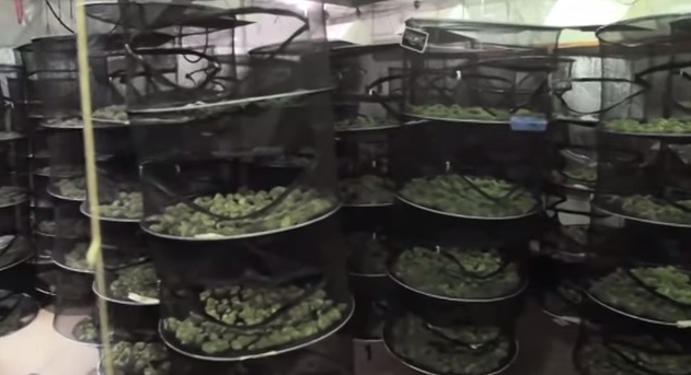 humboldt: pureté, paix et prospérité