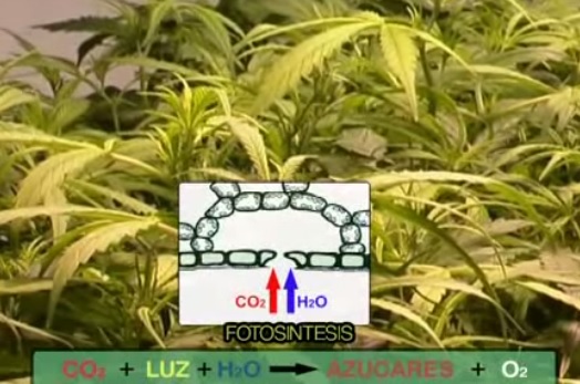 Noticias Cannábicas