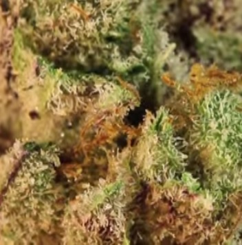 ¿Qué son los tricomas?