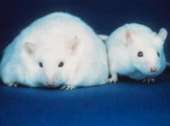 El cannabis y la diabetes