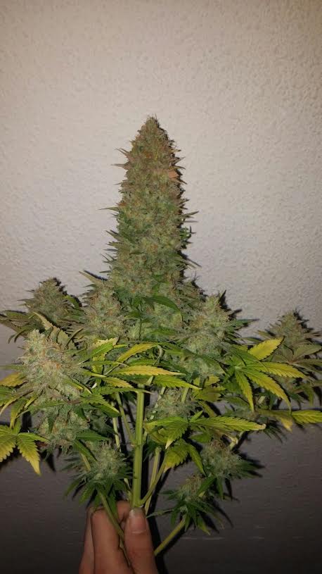 augmenter sa production de cannabis