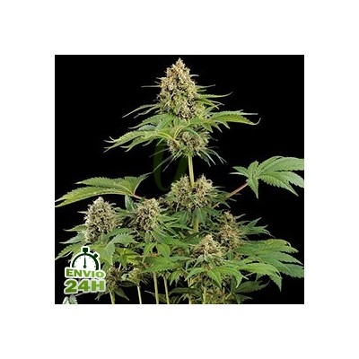 optimiser sa production en exterieur