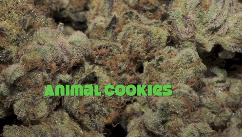 La ruta "sixty weed"