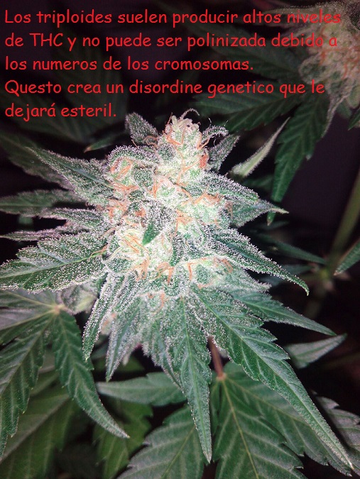 Las mutaciones cannábicas