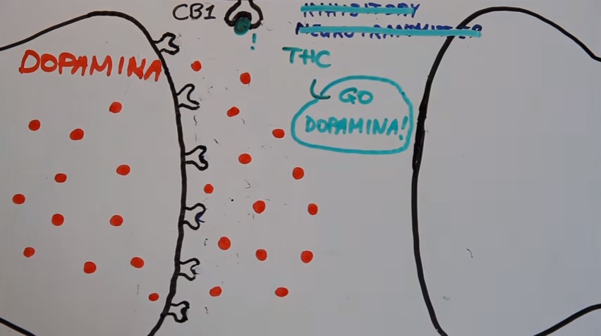 Does Cannabis Increase Creativity? - Dopamine El cannabis aumenta la creatividad?