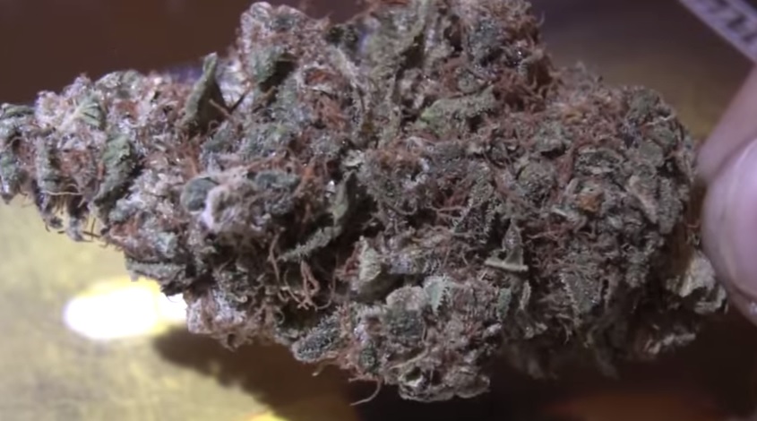 Las origenes de la Blueberry foto de blueberry cogollo Las origenes de la Blueberry