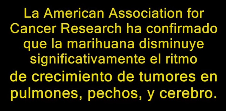 El cannabis y la cirrosis