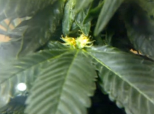 Las mutaciones cannábicas