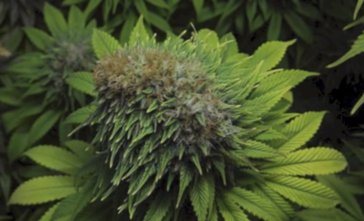 les mutations du cannabis