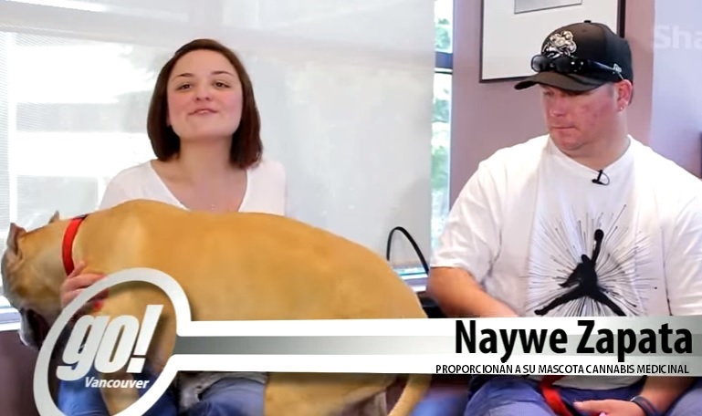 calmez vos animaux de compagnie avec du cbd