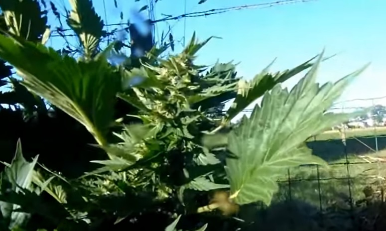 les mutations du cannabis