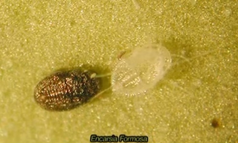 Temperaturas altas y plagas