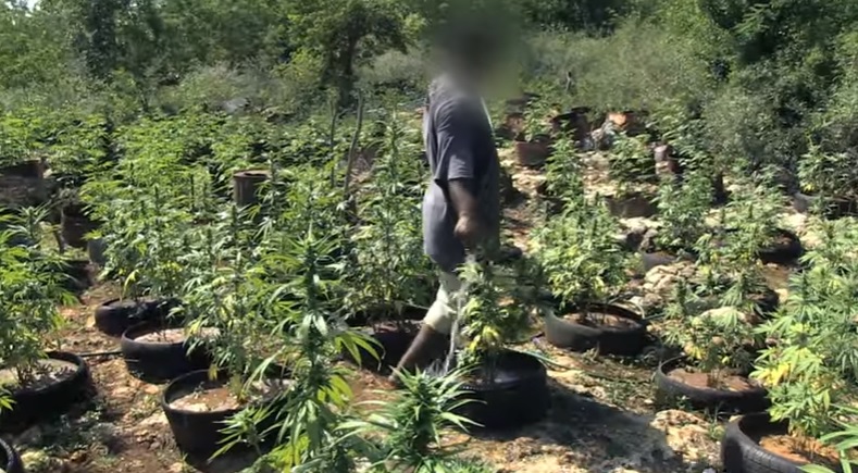 Cannabis en los areopuertos de Jamaica