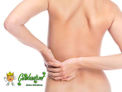 Noticias Cannábicas