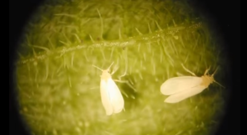 Temperaturas altas y plagas