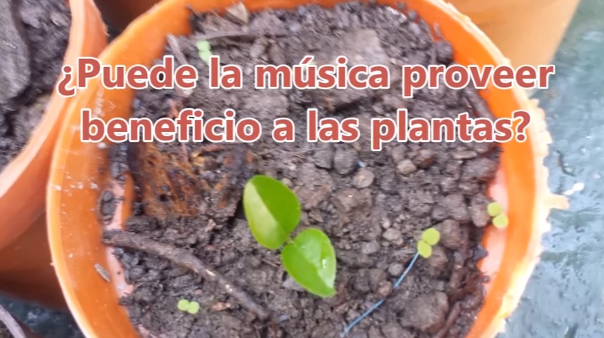 Propio viuda Sin La musica afecta en el crecimiento de las plantas