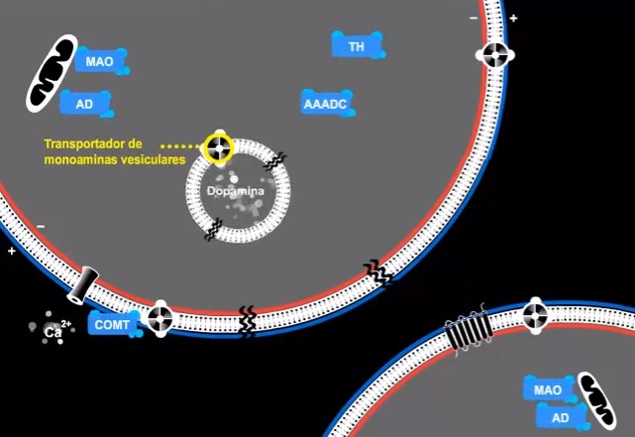 El cannabis y la cirrosis