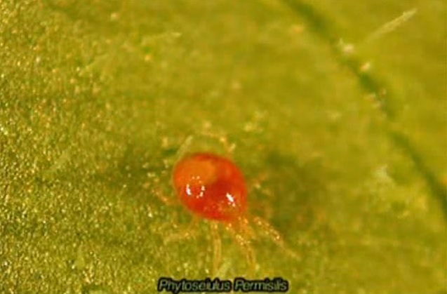 Temperaturas altas y plagas