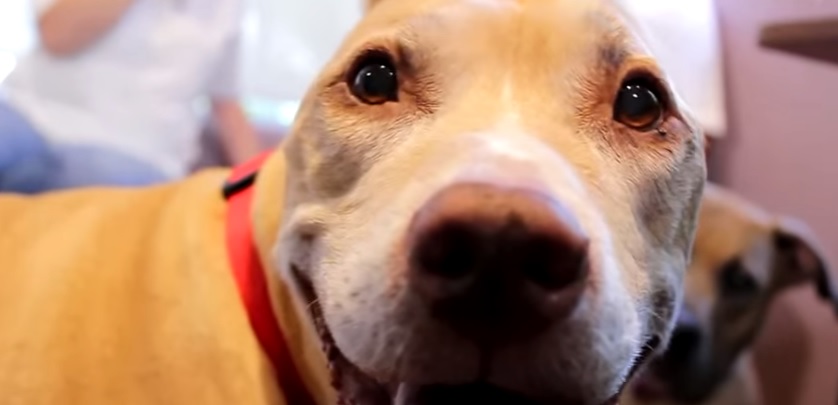 calmez vos animaux de compagnie avec du cbd