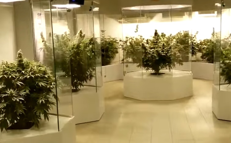 Como el cannabis ayuda a dormir