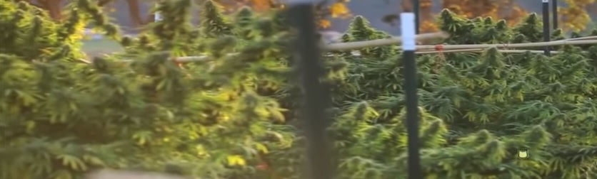 El cannabis y la cirrosis