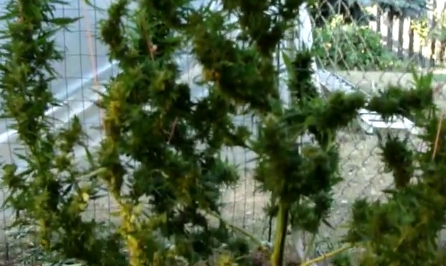 les mutations du cannabis