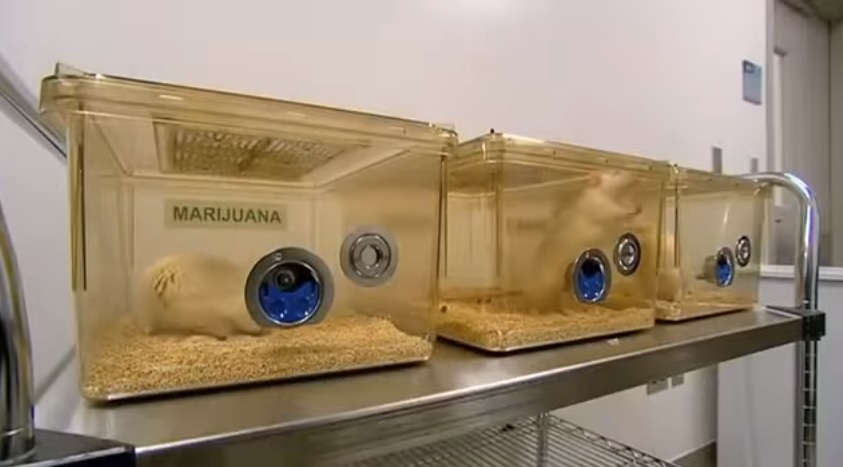 Does Cannabis Increase Creativity? - Mice Does Cannabis Increase Creativity?