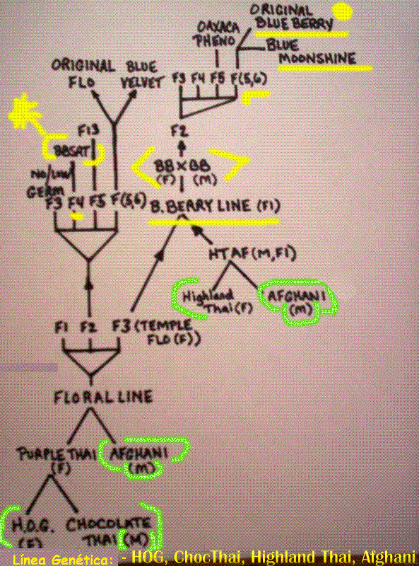 Los origenes de la Blueberry foto de sagadjshortblueberry Los origenes de la Blueberry