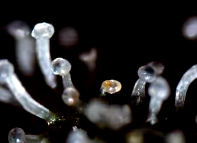 augmenter la production de resine et de thc
