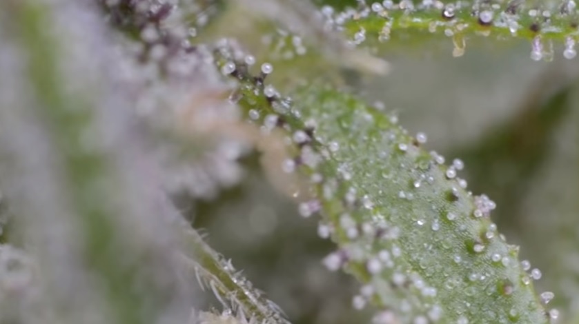 augmenter la production de resine et de thc