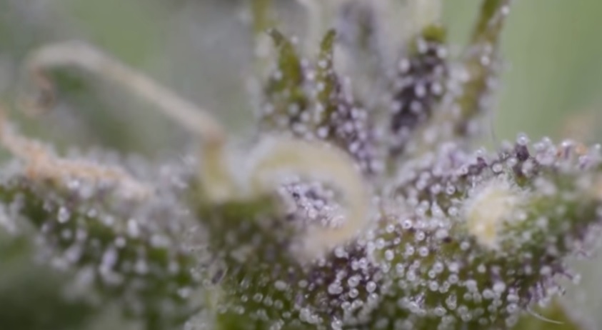 augmenter la production de resine et de thc