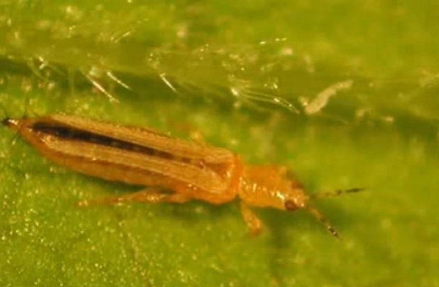 Temperaturas altas y plagas