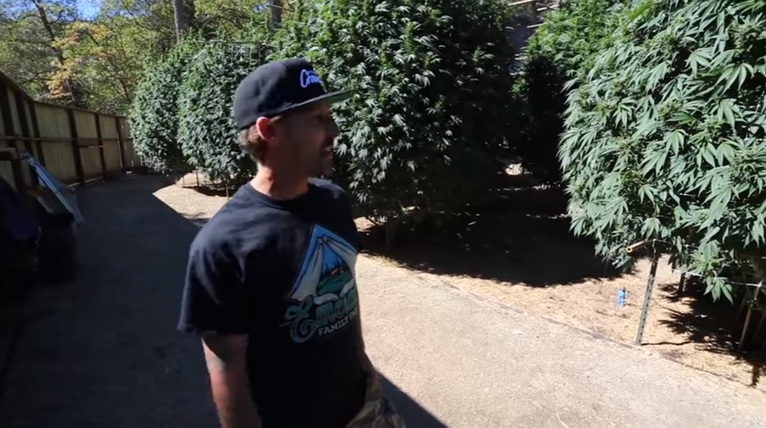 Noticias Cannábicas