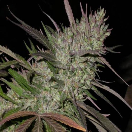 Variedades índicas puras