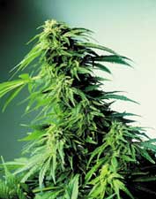 Variedades índicas puras